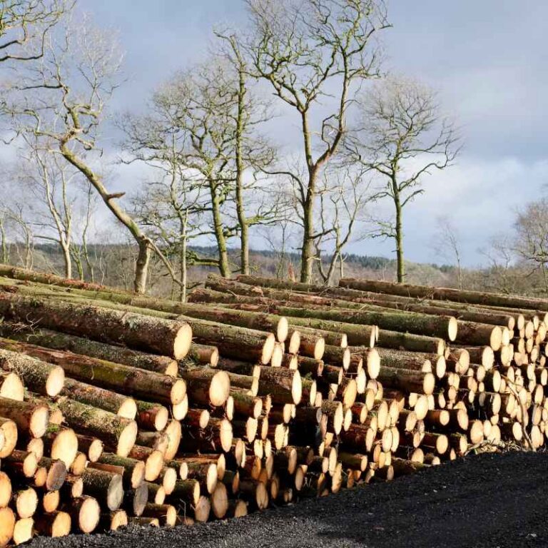 Is Wood A Renewable Or Nonrenewable Resource