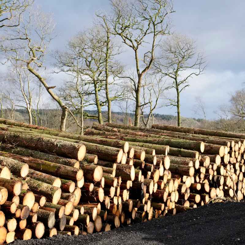 Is Wood A Renewable Or Nonrenewable Resource