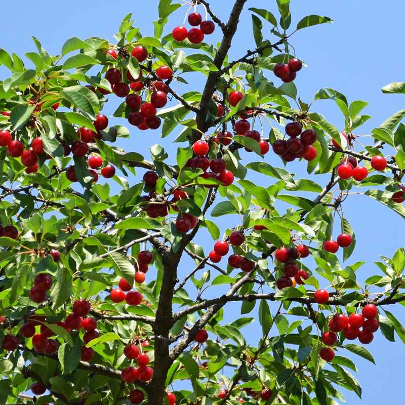 Quick Tips for Cherry Tree Success