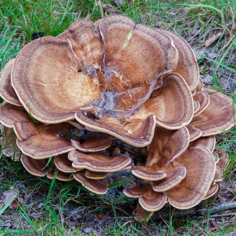 Quick Tips for Foraging