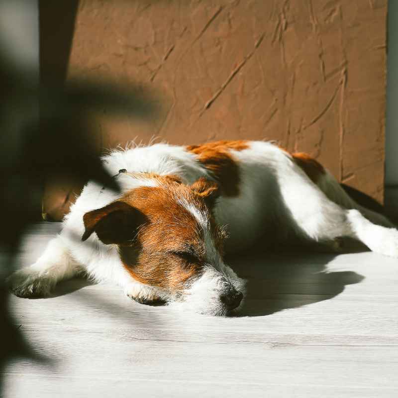 Quick Tips for a Cozy Canine