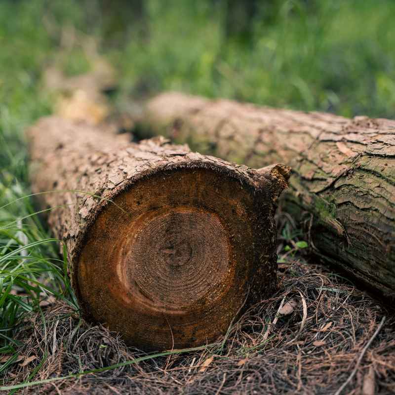 Solid Vs Engineered Wood