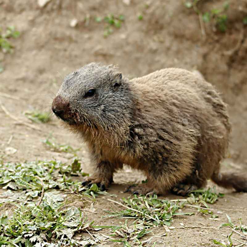 The Groundhog, Also Known As The Woodchuck