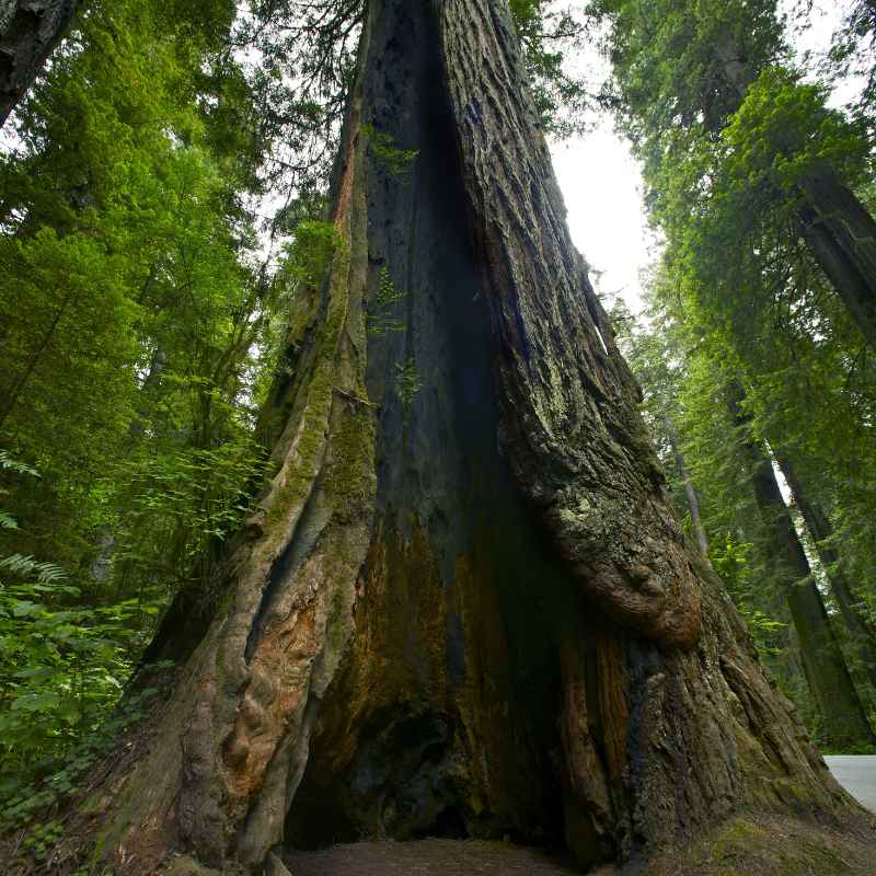The Incredible Ages of Redwood Giants
