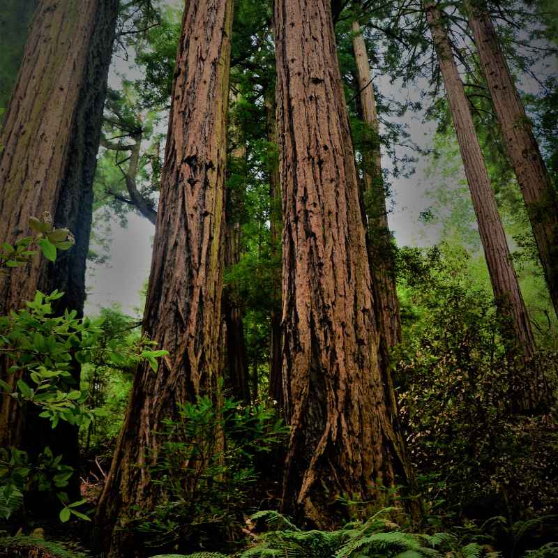 Tips for Visiting Ancient Redwood Forests