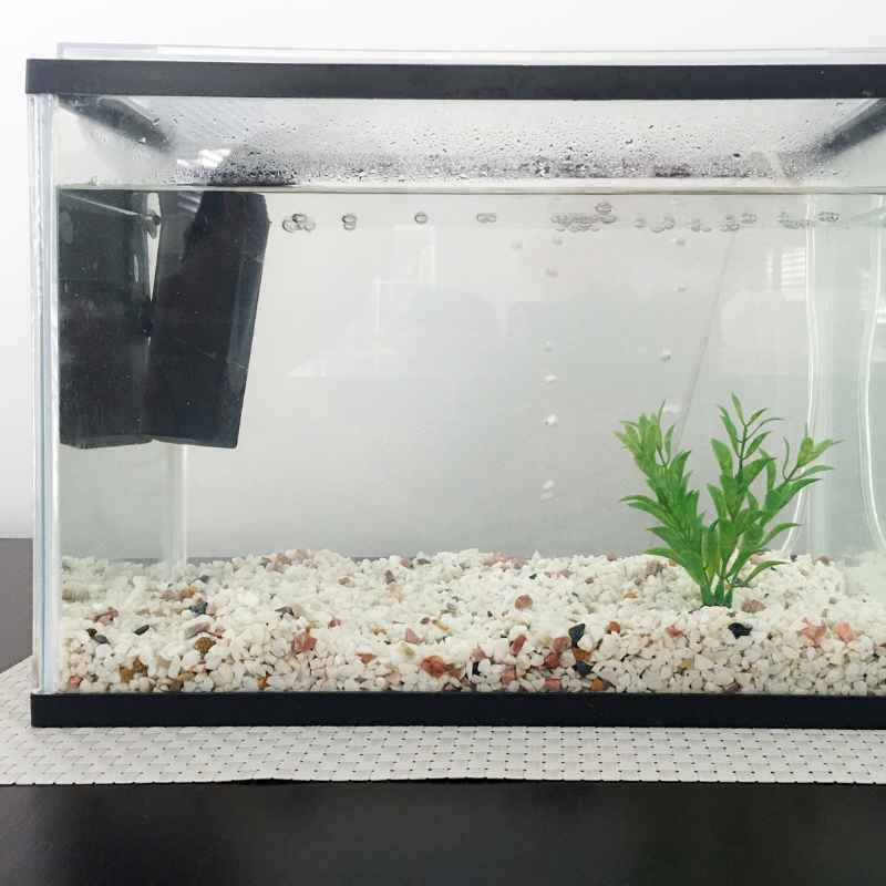 Understanding Black Skirt Tetra Needs