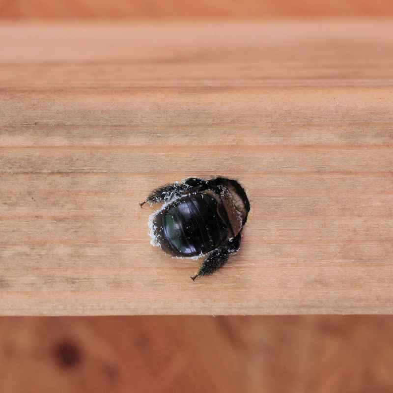 The Role of the Female Carpenter Bee