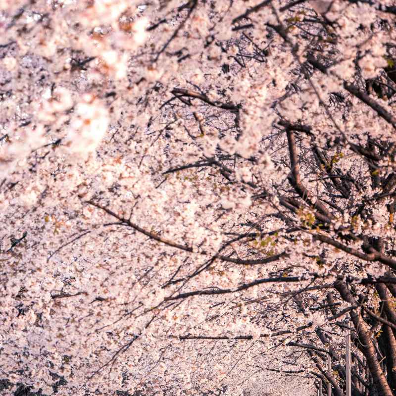 Understanding Cherry Tree Pollination