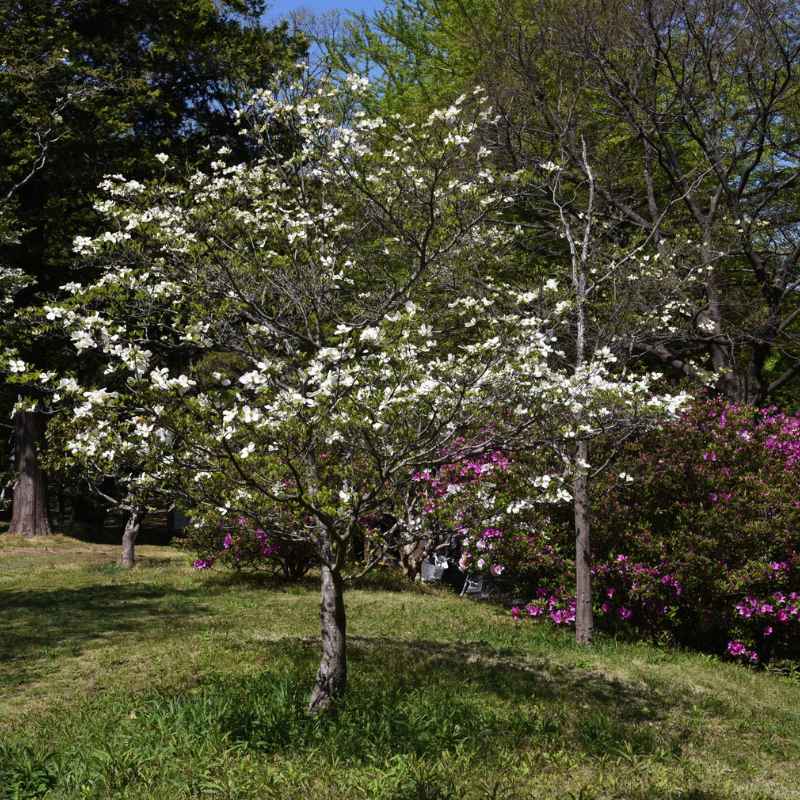 Understanding Dogwood Tree Growth Stages