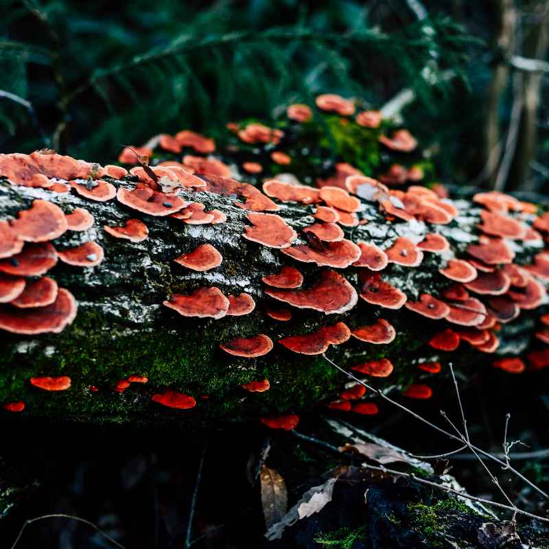 Understanding Hen of the Woods
