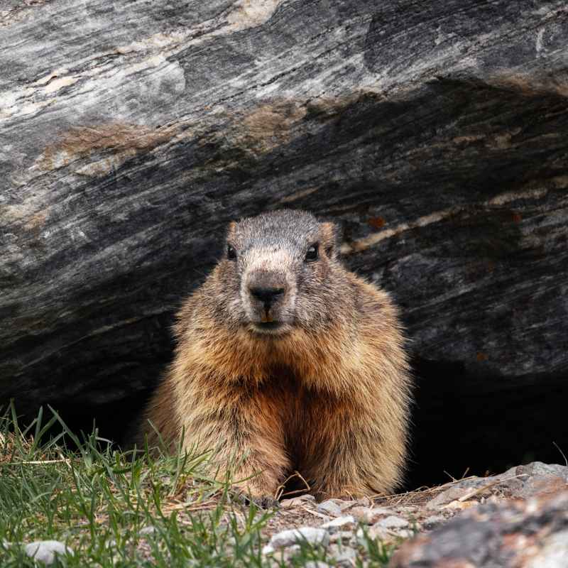 Understanding Woodchucks