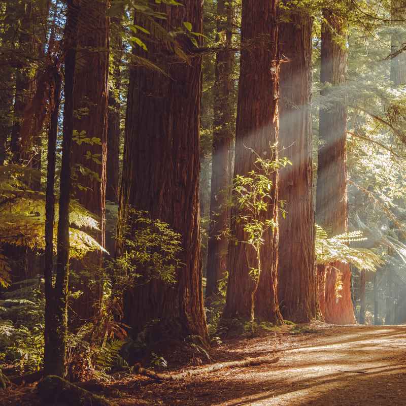 Understanding Your Redwood National Park Stay