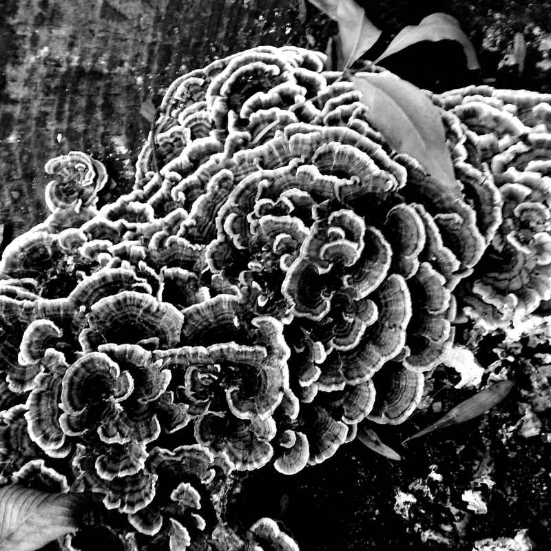 Understanding the Black Staining Polypore