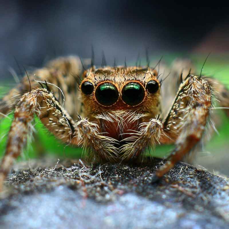 Understanding the Woodlouse Spider