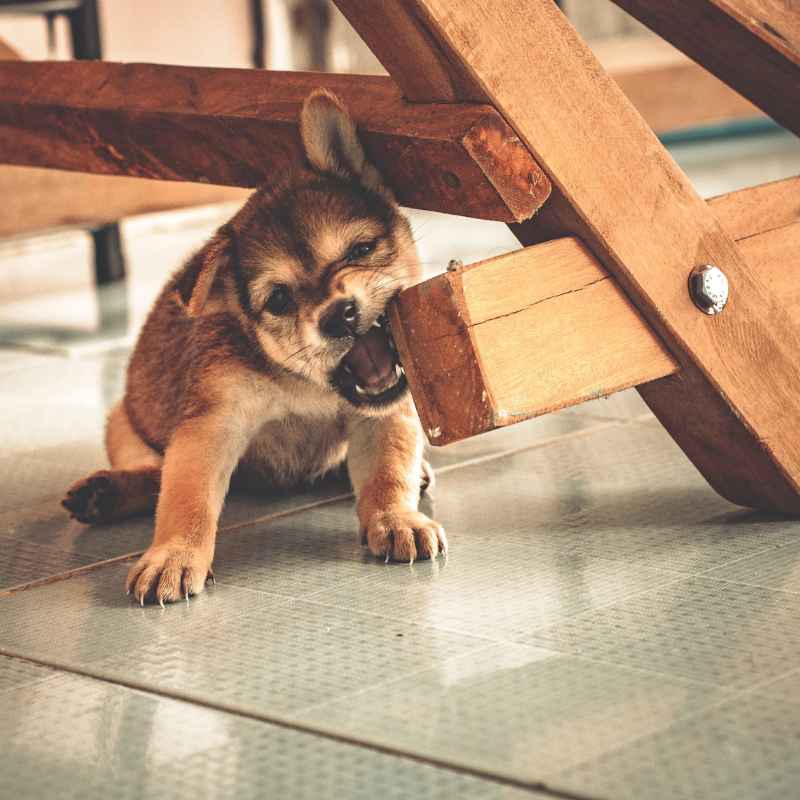 What Can You Spray On Wood To Stop Dog Chewing For Good?