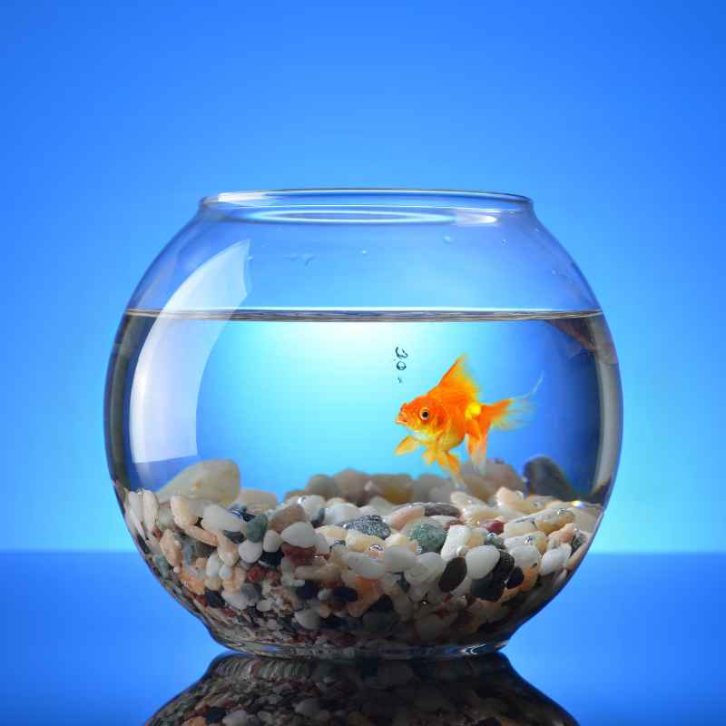 What To Put Under A Fish Tank To Protect Wood Floors
