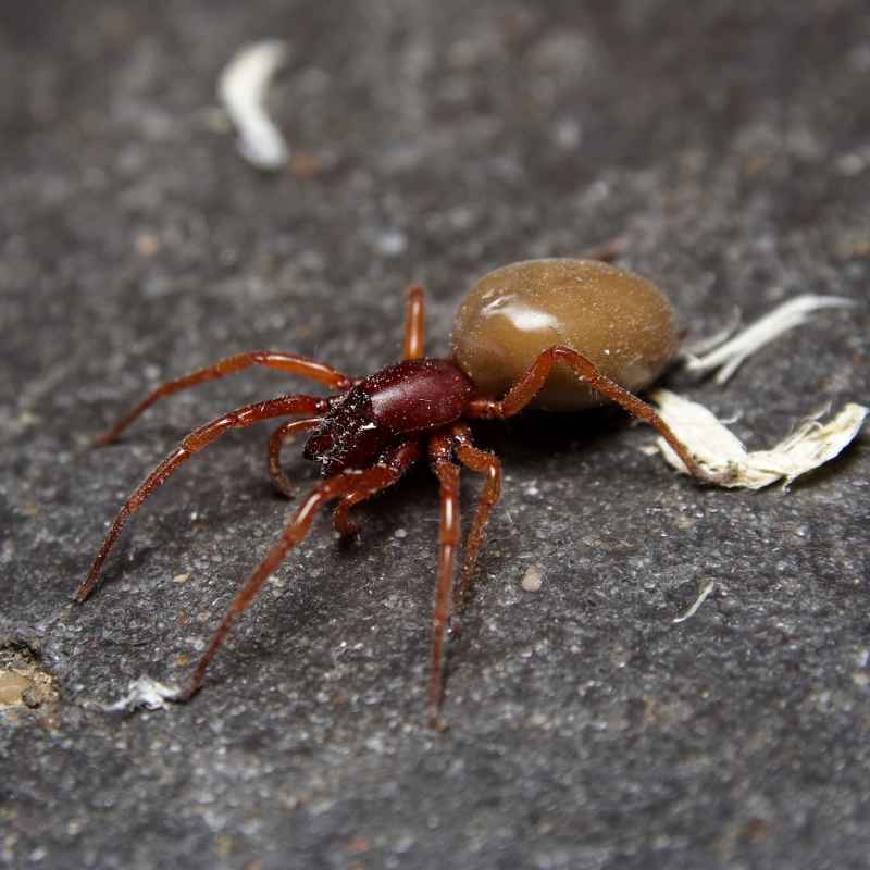 When to Worry About Woodlouse Spiders