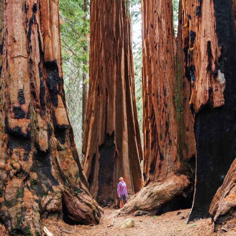 Where To Stay Close To Redwood National Park