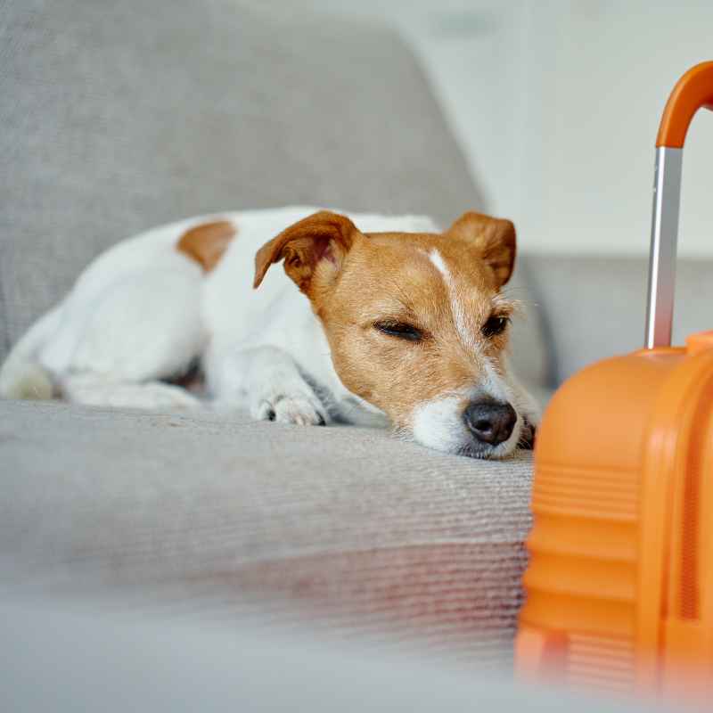Why Does The Dog Lie Down Next To The Wood Stove?