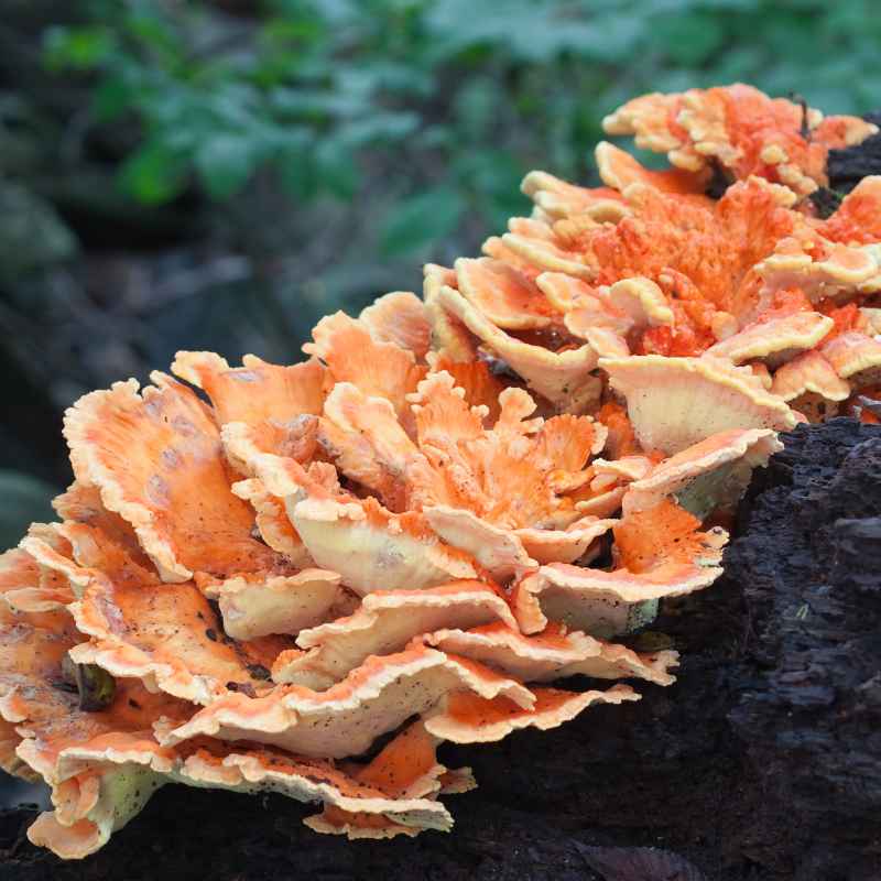 Can Chicken Of The Woods Grow On The Ground