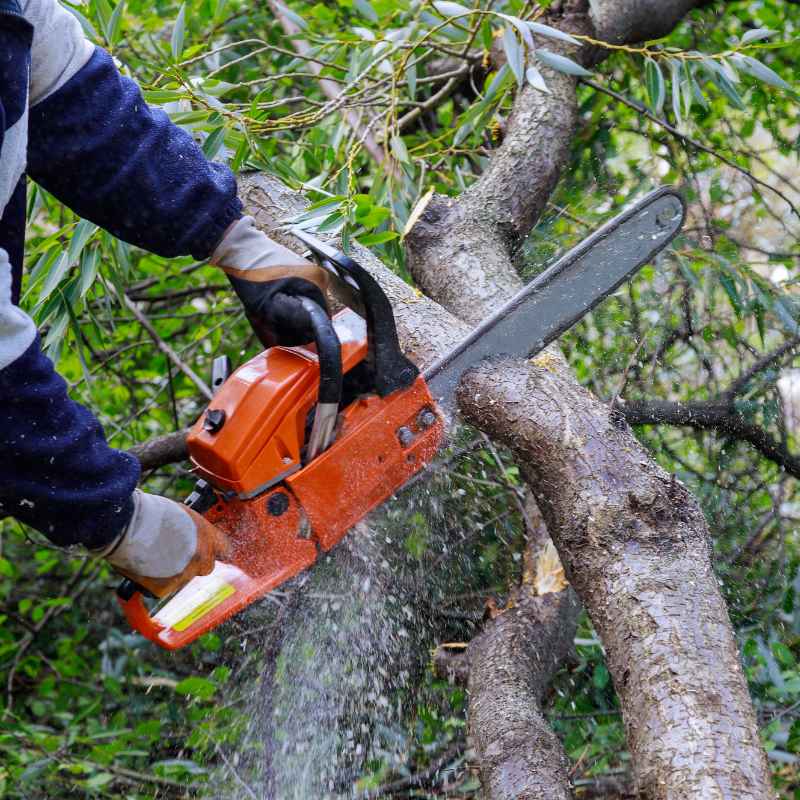 Electric vs Gas Chainsaw