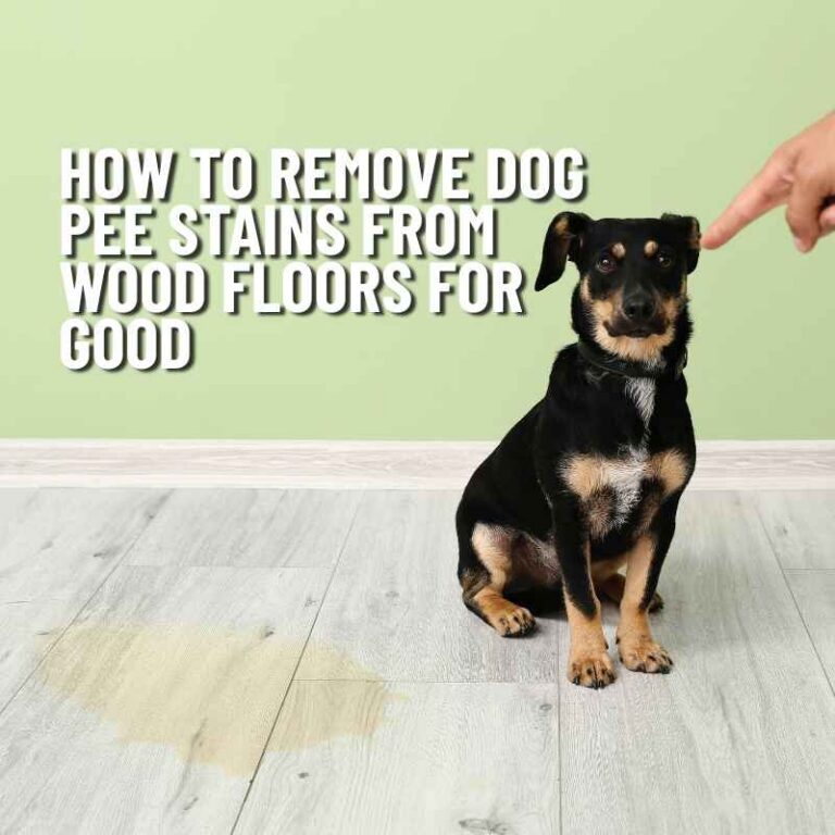 How to Remove Dog Pee Stains From Wood Floors for Good