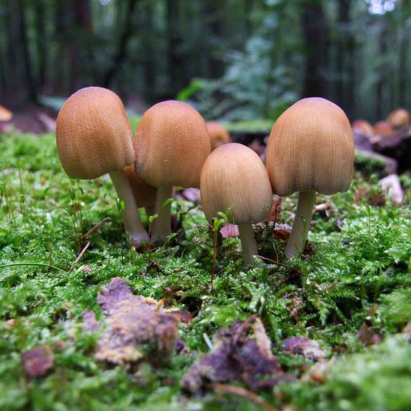 Quick Tips for Finding Chicken of the Woods