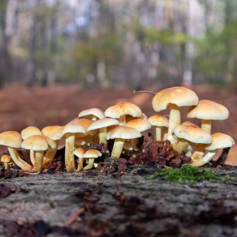 Understanding Chicken of the Woods Growth