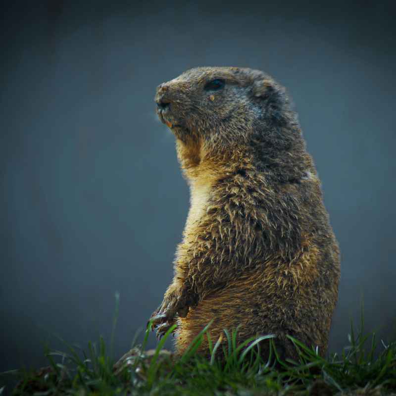 Understanding the Woodchuck Under Your Shed