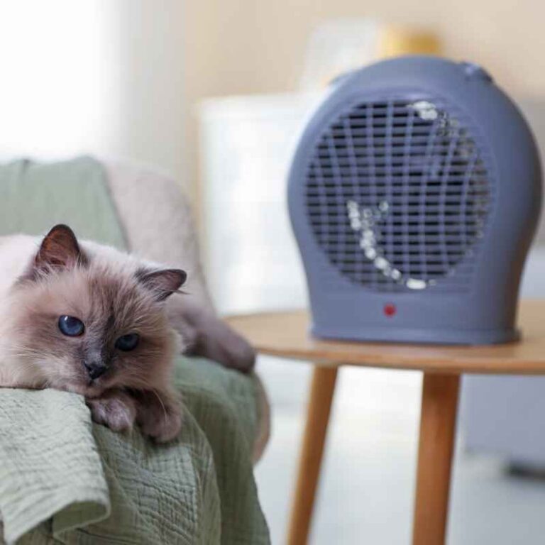 What Type Of Portable Heater Is Best For Your Home