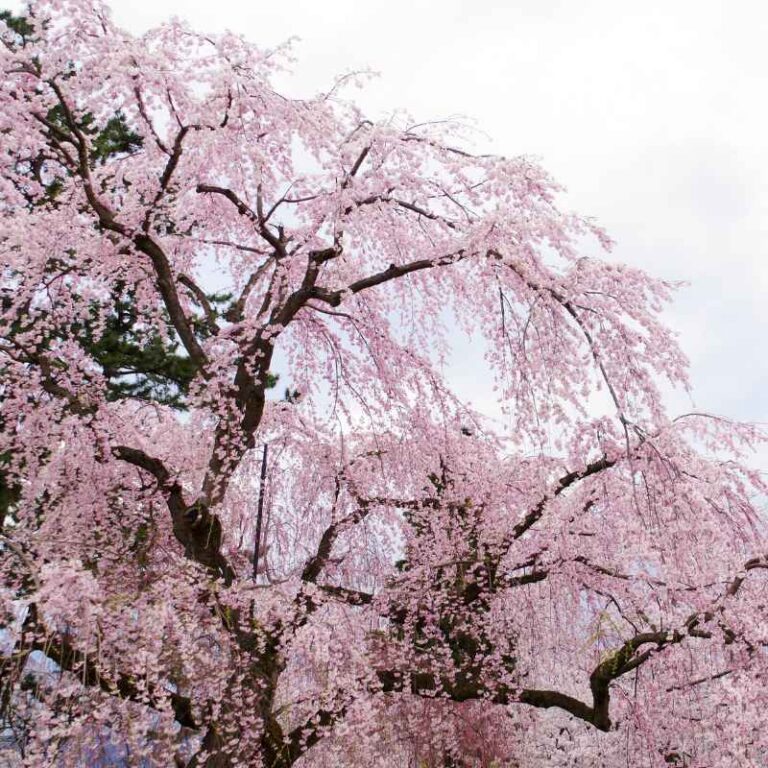 Where to Buy a Dwarf Weeping Cherry Tree