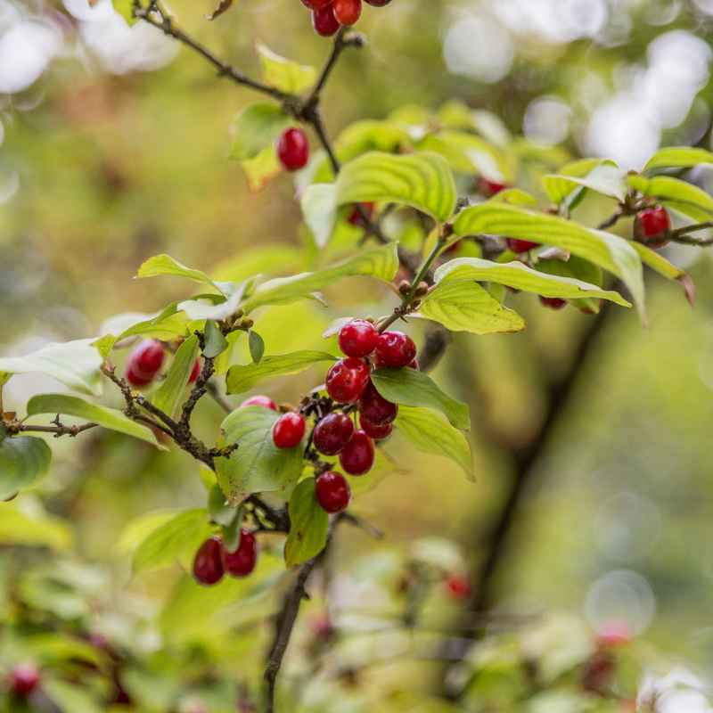 Are Dogwood Berries Poisonous to Pets and Wildlife?