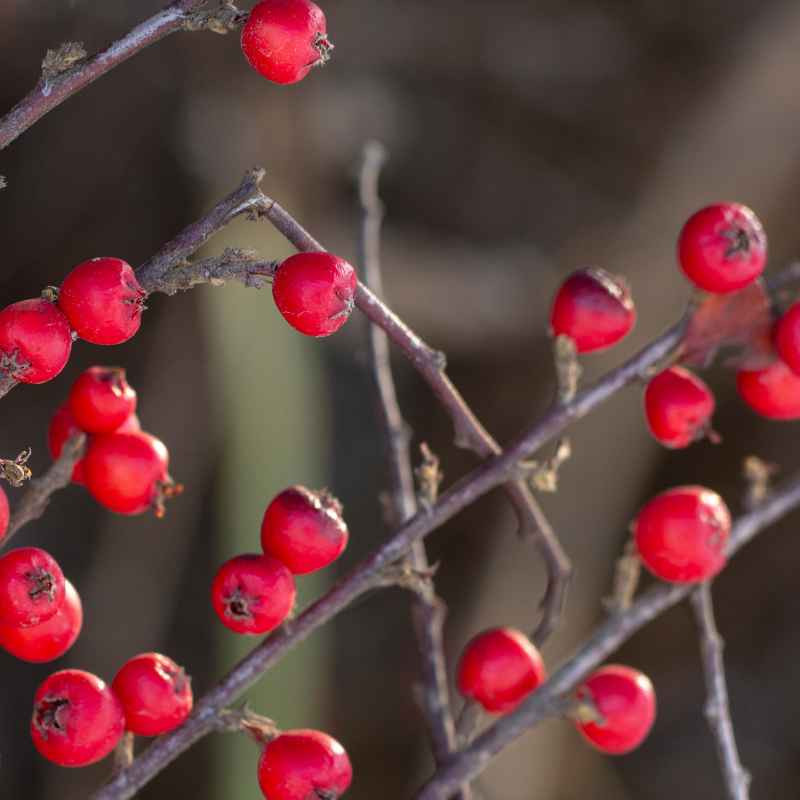 Are the Berries on a Dogwood Tree Poisonous