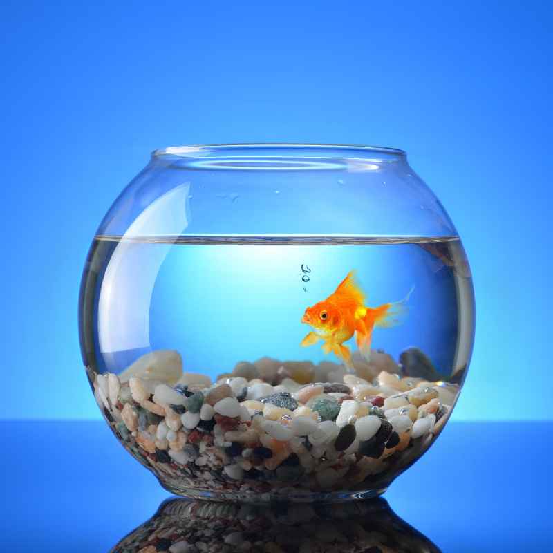 What is an Aquarium Heater and How Does It Work?