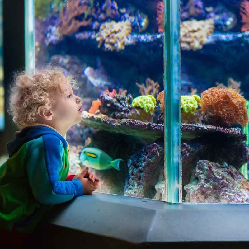 How do you protect fish from aquarium heaters?