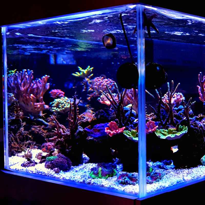 How Often Do Aquarium Fish Get Burned by Heaters