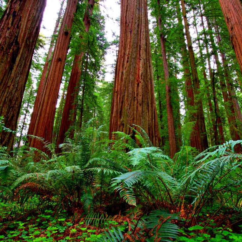 When is the Best Time to Visit Redwood National Park?