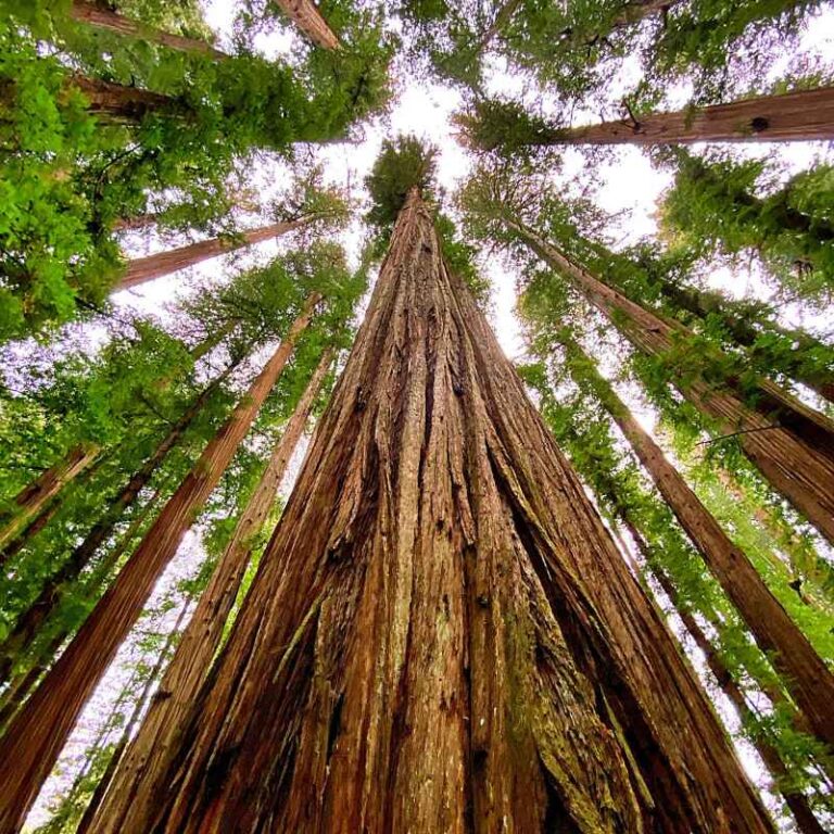 How to Plan a Trip to Redwood National Park