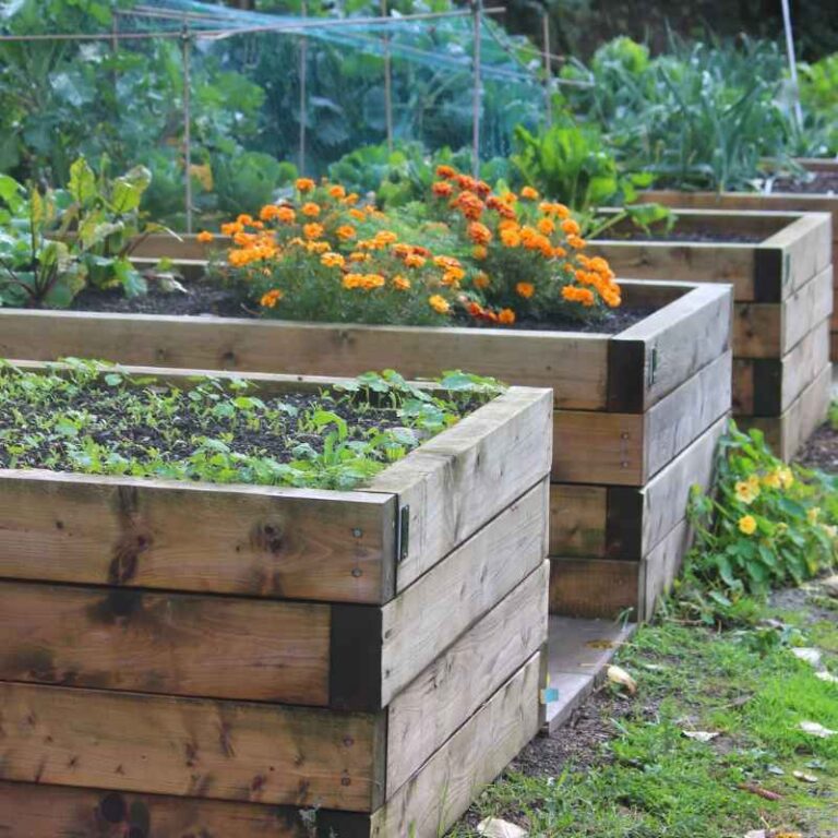Is Treated Wood Safe for Raised Garden Beds_