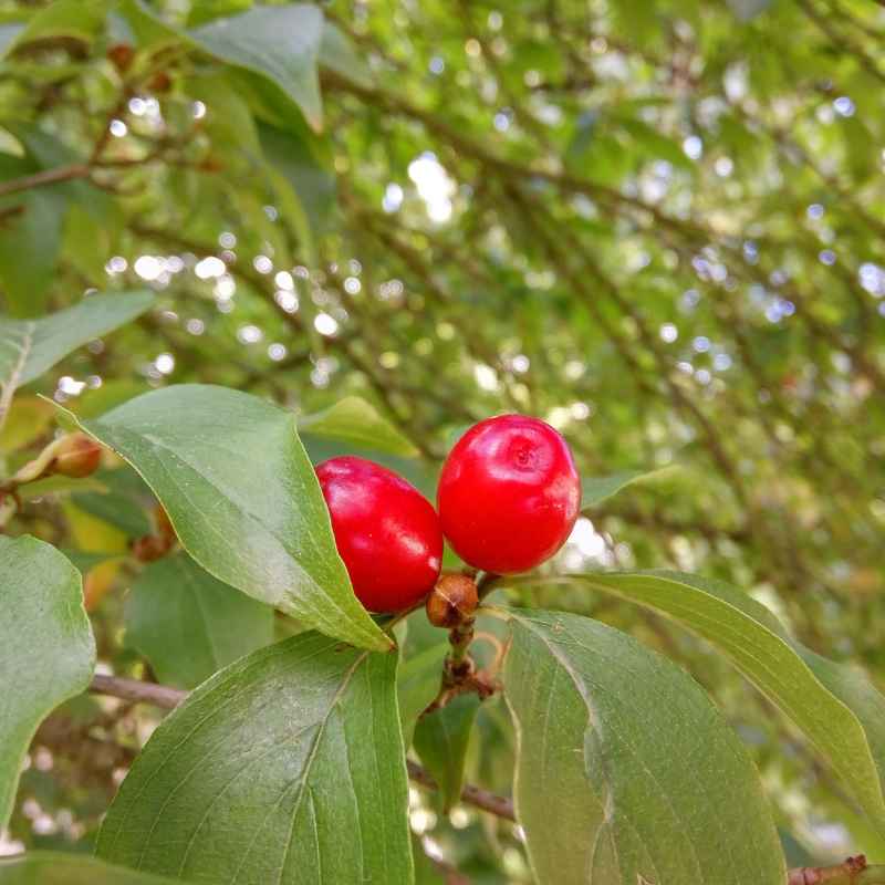 What Are Dogwood Tree Berries?