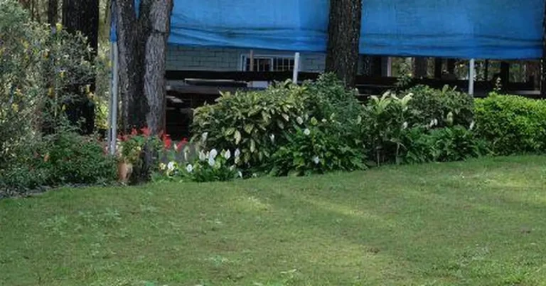 Blue tarp propped up over a garden bed to protect plants