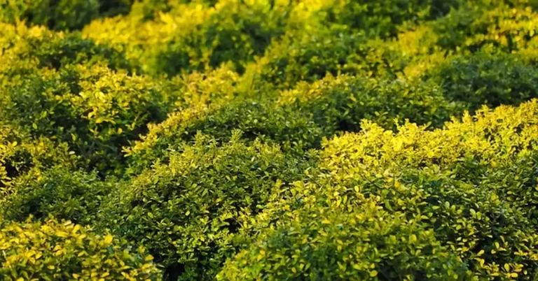 Dense evergreen boxwood shrubs trimmed into a rounded hedge in a garden