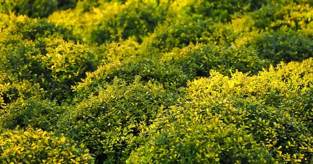 Dense evergreen boxwood shrubs trimmed into a rounded hedge in a garden