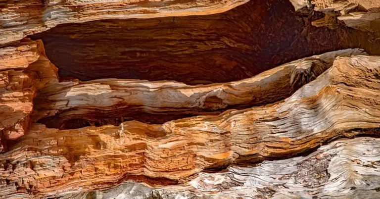 Close-up of natural cedar wood grain and texture