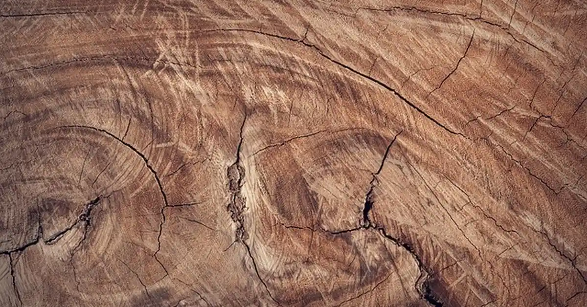 Close-up of rich brown dark wood grain texture with natural knots