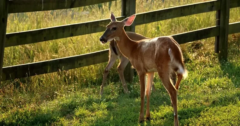 Deer standing next to a wooden garden fence looking for food