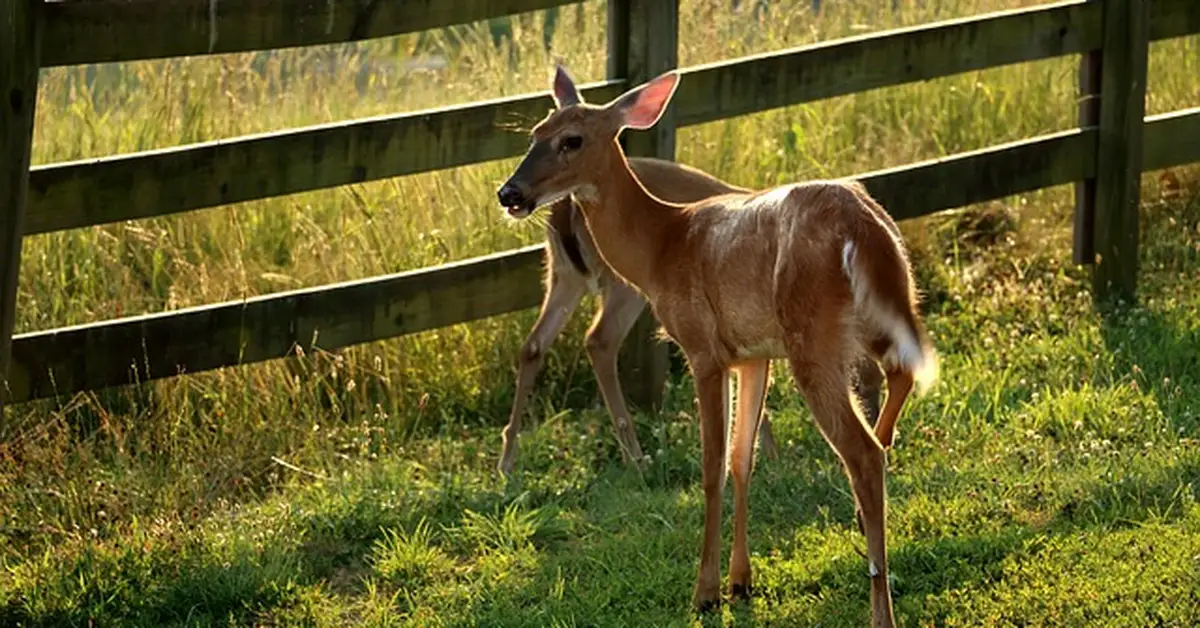 Deer standing next to a wooden garden fence looking for food