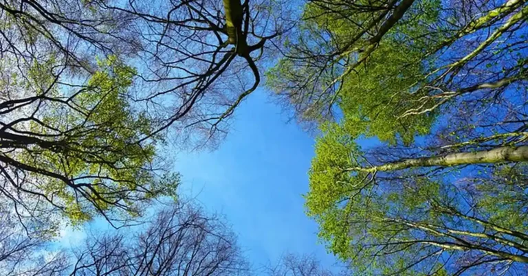 Looking up at high tree limbs and branches against the sky