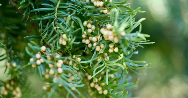 Yew wood branches, a traditional material for making longbows