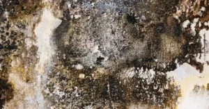 Does Bubbling Wall Paint Mean Mold? What the Symptom Can and Cannot Prove
